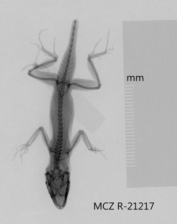 Media type: image;   Herpetology R-21217 Aspect: dorsoventral x-ray